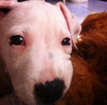 tronn - American Staffordshire Terrier M&acirc;le (2 mois)