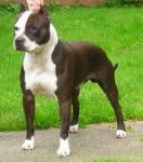 beudi - American Staffordshire Terrier (2 mois)