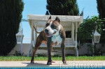 Dolp - American Staffordshire Terrier M&acirc;le (5 ans)
