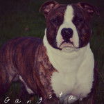 Gangsta - American Staffordshire Terrier M&acirc;le (2 ans)