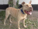 Diego - American Staffordshire Terrier Mâle (11 mois)