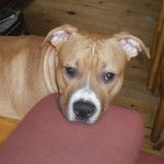 Boss - American Staffordshire Terrier M&acirc;le (10 mois)