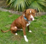 Cruze- a shelter dog - American Staffordshire Terrier M&acirc;le
