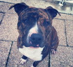 goliath - American Staffordshire Terrier M&acirc;le (1 an)