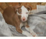 Shya - American Staffordshire Terrier (6 mois)
