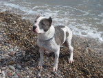 Golfa - American Staffordshire Terrier (1 an)