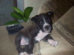 jade - American Staffordshire Terrier (2 mois)