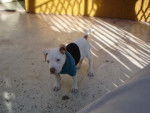 My new dog (Salome) - American Staffordshire Terrier Mâle (5 mois)