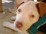 My new dog (Salome) - American Staffordshire Terrier Mâle (5 mois)