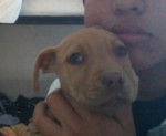 Perra - American Staffordshire Terrier (3 mois)