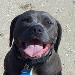 Stella Blue - American Staffordshire Terrier (1 an)