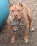Atila - American Staffordshire Terrier (2 mois)