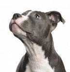 Blue Ivy - American Staffordshire Terrier (2 ans)