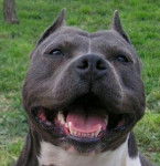 rox - American Staffordshire Terrier Mâle (12 ans)