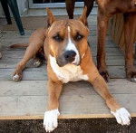 Aaron - American Staffordshire Terrier Mâle (4 ans)