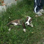 Cachorro de janco y calipso - American Staffordshire Terrier