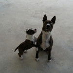 calipso - American Staffordshire Terrier