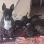 calipso y sus cachorros - American Staffordshire Terrier