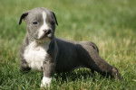 Chiot Amstaff bleu