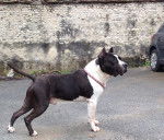 Vicker&acute;s - American Staffordshire Terrier M&acirc;le (9 ans)