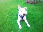 keyra - American Staffordshire Terrier (9 mois)