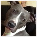 Emrys - American Staffordshire Terrier M&acirc;le