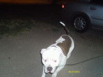 rocko - American Staffordshire Terrier Mâle (1 an)