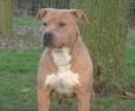 votka - American Staffordshire Terrier M&acirc;le (5 mois)