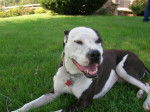 Abby - American Staffordshire Terrier (6 ans)