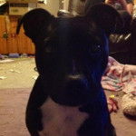Billie - American Staffordshire Terrier (11 mois)
