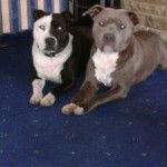 Kooba left Milo right - American Staffordshire Terrier M&acirc;le (1 an)