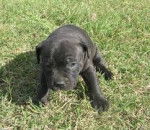 Striker as pup 2012 - American Staffordshire Terrier M&acirc;le (4 mois)