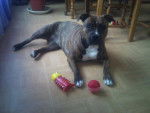 lola - American Staffordshire Terrier (1 an)
