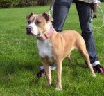 Tyson - American Staffordshire Terrier M&acirc;le (7 ans)