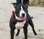 Calypso - American Staffordshire Terrier Mâle (1 an)