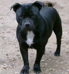 fiou - American Staffordshire Terrier M&acirc;le (2 ans)