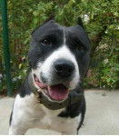 Stan - American Staffordshire Terrier M&acirc;le (7 mois)