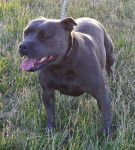 Lily - American Staffordshire Terrier (3 ans)