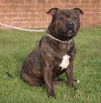 Doggy staff heart - American Staffordshire Terrier (2 ans)