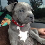 Tailin Rubi - American Staffordshire Terrier (3 mois)