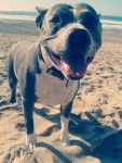 Kiara - American Staffordshire Terrier (8 ans)