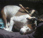 CoreStylerin - American Staffordshire Terrier