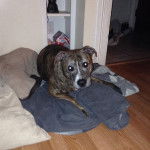 Fozzie Bear - American Staffordshire Terrier M&acirc;le (9 ans)