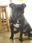 lola88170 - American Staffordshire Terrier M&acirc;le (8 mois)