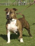American Staffordshire Terrier - American Staffordshire Terrier