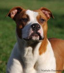 American Staffordshire Terrier - American Staffordshire Terrier