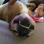 Max - American Staffordshire Terrier Mâle (9 ans)