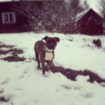 turbo - American Staffordshire Terrier (1 an)