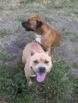 dogzer - American Staffordshire Terrier (2 mois)