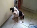 f'elektra - American Staffordshire Terrier (6 mois)